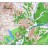 Топографическая карта Чукотского АО для Garmin (IMG)